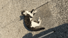 a cat is laying on its back on a concrete surface