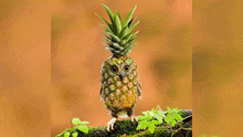 an owl with a pineapple on its head is sitting on a tree branch