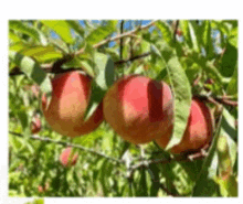 a bunch of apples hanging from a tree branch