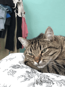 a cat laying on a bed with clothes hanging on the wall behind it