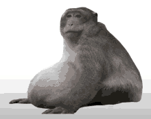 a monkey with a very large belly sits on a white surface