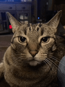 a close up of a cat 's face with a dark background