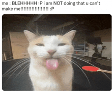 a cat sticking its tongue out with the caption blehhhh p i am not doing that u can 't make me !!!