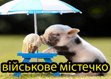 a pig is eating an ice cream cone under an umbrella with the words " військове містечко " underneath it