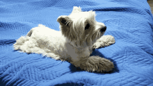 a white dog laying on a blue blanket