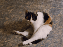 a calico cat laying on a carpet looking at the camera