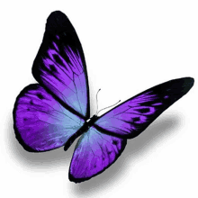 a purple butterfly is flying in the air on a white background