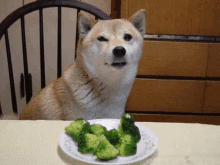 a dog is sitting at a table next to a plate of broccoli .