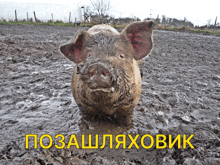 a muddy pig is standing in a muddy field with a caption in a foreign language that says pozashlaxovnik