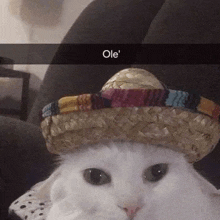 a white cat wearing a sombrero that says ole on the bottom