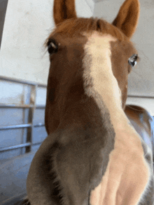 a close up of a horse 's face with a white spot on it