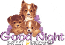 a picture of three puppies with the words " good night sweet dreams " below them