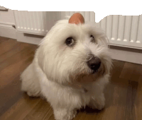 a small white dog with an egg on his head