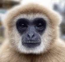 a close up of a gibbon 's face looking at the camera with a blurry background .