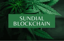 a close up of a marijuana plant with the words sundial blockchain written on a green background .