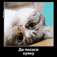 a picture of a cat with a caption that says " да пососи хуяку "