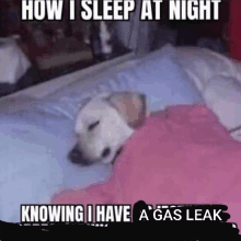 a dog laying on a bed with the words how i sleep at night