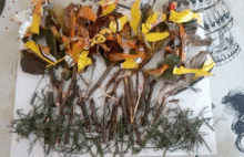 a bunch of sticks and leaves on a piece of paper that says ' candy ' on it