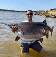 a man is kneeling in the water holding a very large fish in his hands .