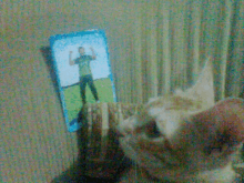 a cat looking at a picture of a man on a card