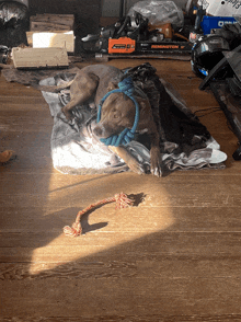 a dog is laying on a blanket next to a remington brand chainsaw