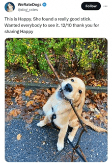 a dog is holding a stick in its mouth and looking up at the camera