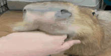 a close up of a person petting a capybara on a wooden floor .