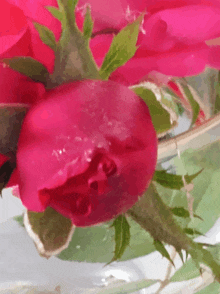 a close up of a pink flower in a glass