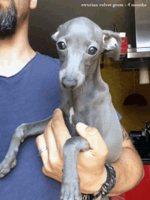 a man is holding a small grey dog with the name etrurian velvet greta written above him