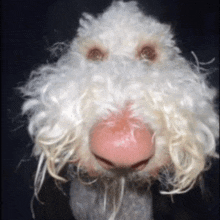 a dog wearing a wig with a pink nose