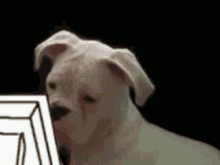 a white dog is looking at a computer monitor .