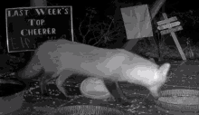 a black and white photo of a fox in front of a sign that says " last week 's top cheerer "