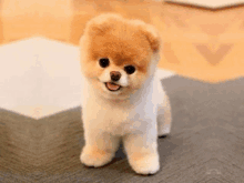 a small brown and white dog is standing on a carpet and smiling at the camera .