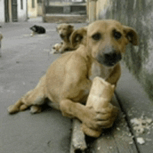 a dog is holding a piece of bread in its paws