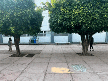 a woman walks between two trees in a courtyard with a trash can in the background