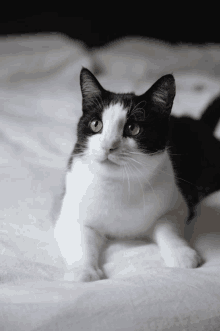 a black and white cat is laying on a bed