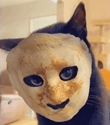 a close up of a cat wearing a mask on its face .