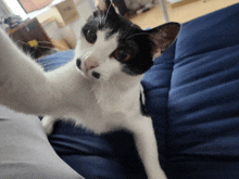 a black and white cat taking a selfie on a couch