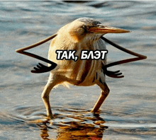 a bird with a long beak is standing in the water with a caption that says tak