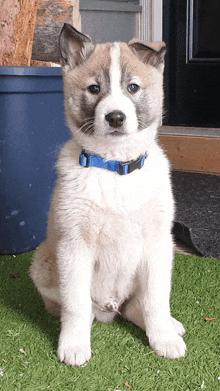 a brown and white puppy wearing a blue collar is sitting on the grass