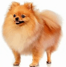 a pomeranian dog is standing on a white background and smiling .