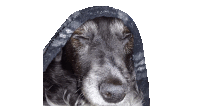 a dog with its eyes closed wearing a hood