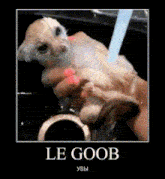 a picture of a puppy being washed with the words le goob in the bottom right corner