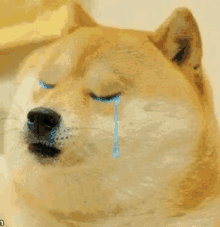 a dog with tears running down its face is crying .