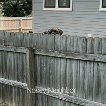 a dog looking over a wooden fence with the words nosey neighbor below