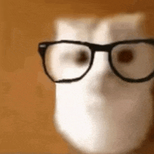 a close up of a cat wearing glasses and a face mask .