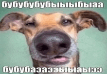 a dog with a big nose is making a funny face with a caption in a foreign language .