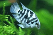 a black and white striped fish is swimming in a green tank