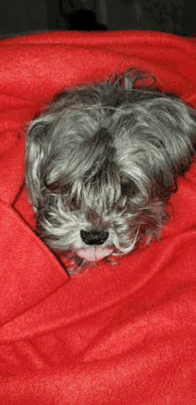 a small gray dog is laying on a red blanket