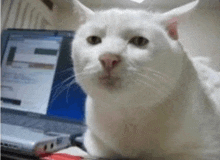 a white cat sitting in front of a laptop